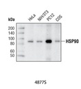 HSP90 (C45G5) Rabbit mAb