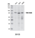 TBK1/NAK Antibody