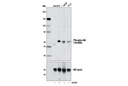 Insulin/IGF-1 Signaling Pathway Antibody Sampler Kit