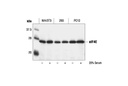 eIF4E Antibody