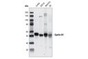 Cyclin B1 Antibody