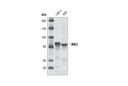 IKKβ (L570) Antibody