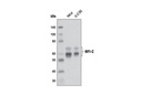 NFI-C Antibody