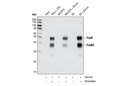 Fos Family Antibody Sampler Kit