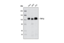 KAP-1 Antibody