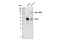 AML1 Antibody