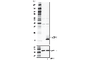 MCP-1 Antibody (Carboxy-terminal Antigen)