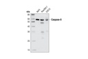 Caspase-8 Antibody (Mouse Specific)