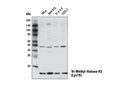 Tri-Methyl-Histone H3 (Lys79) Antibody