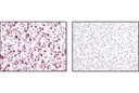 StemLight Pluripotency Surface Marker Antibody Kit