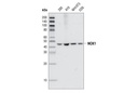 NCK1 (15B9) Rabbit mAb