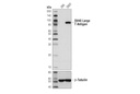 Hypoxia Pathway Antibody Sampler Kit