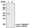 Anti-CD81 (TAPA1) mAb-Biotin