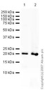 Anti-Caveolin-1 antibody - Caveolae Marker