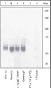 Anti-AMPK alpha 1 (phospho T183) + AMPK alpha 2 (phospho T172) antibody