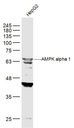 腺苷单磷酸活化蛋白激酶a1抗体