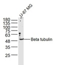 微管蛋白b tubulin/Tubulin b抗体