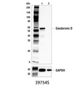 Gasdermin D (E9S1X) Rabbit mAb